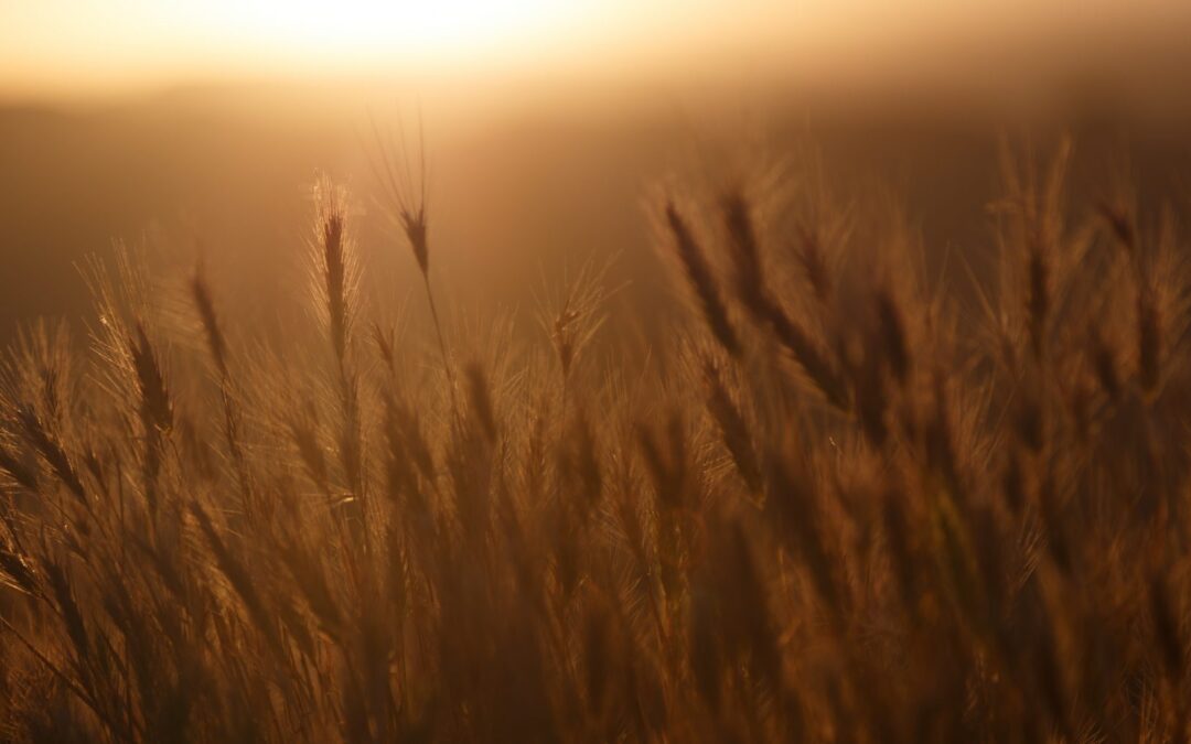 wheat field